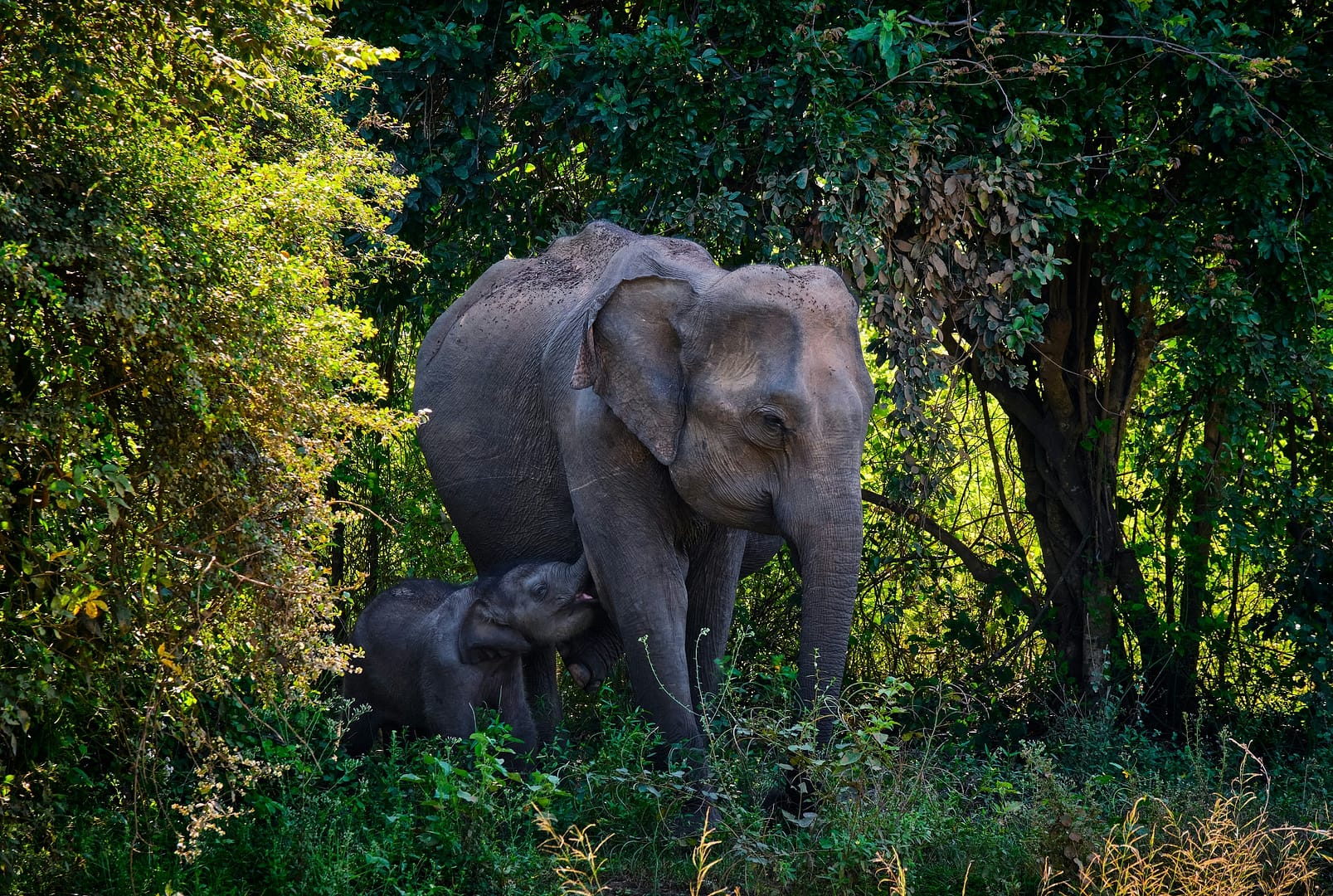 aspirational-journeys Udawalawe National Park Sri Lanka