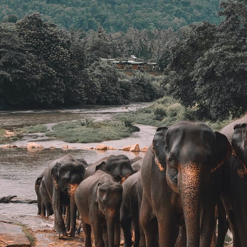 Elephants-Sri-Lanka-scaled