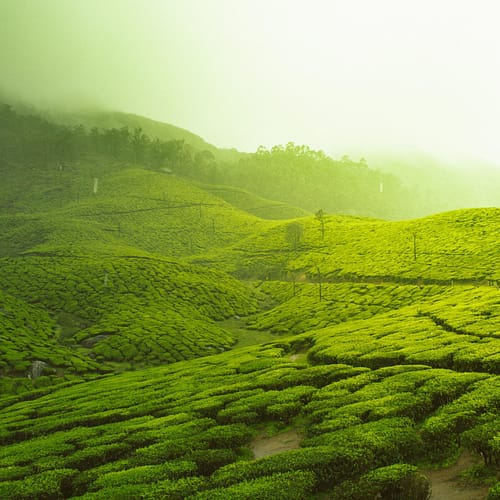 Tea-Country-Munnar-scaled